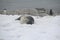 Cute adorable Weddell seal sleeping on the snow with penguins in the background