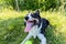 Cute and adorable Welsh Sheepdog sitting on the grass with it\'s tongue out