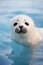 Cute and adorable white baby harp seal