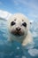 Cute and adorable white baby harp seal