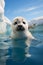 Cute and adorable white baby harp seal