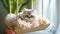 Cute adorable white fluffy cat lying in a hanging hammock at home. Accessories for pets