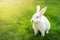 Cute adorable white fluffy rabbit sitting on green grass lawn at backyard. Small sweet bunny walking by meadow in green