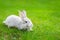 Cute adorable white fluffy rabbit sitting on green grass lawn at backyard. Small sweet bunny walking by meadow in green