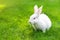 Cute adorable white fluffy rabbit sitting on green grass lawn at backyard. Small sweet bunny walking by meadow in green