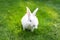 Cute adorable white fluffy rabbit sitting on green grass lawn at backyard. Small sweet bunny walking by meadow in green