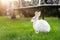 Cute adorable white fluffy rabbit sitting on green grass lawn at backyard. Small sweet bunny walking by meadow in green