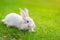 Cute adorable white fluffy rabbit sitting on green grass lawn at backyard. Small sweet bunny walking by meadow in green garden on