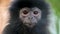 Cute adorable wrinkled black furred face of Javan Surili monkey looks at camera.