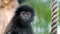 Cute adorable wrinkled black furred face of Javan Surili monkey looks at camera.