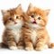 cute and adorable young orange kittens