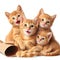 cute and adorable young orange kittens on white