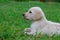 Cute and adrobale new born puppy sittin on the grass