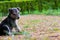 Cute and adrobale new born puppy sittin on the ground in natures green background