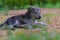 Cute and adrobale new born puppy sittin on the ground in natures green background