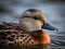 cute adult duck on the water