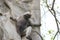 Cute adult dusky leaf monkey sits on a tree waiting for a treat from people