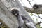 Cute adult dusky leaf monkey (Trachypithecus obscurus) sits on a tree waiting for a treat from people