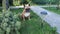 A cute adult french bulldog sits on the grass near a small spruce