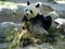 A cute adult giant panda eating bamboo sitting on rocks