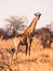 Cute adult giraffe standing and watching in savanna, Etosha National Park, Namibia, Africa