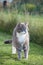 Cute adult gray cat standing in the grass