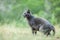 Cute adult grey cat with beautiful green eyes in a green meadow