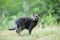 Cute adult grey cat with beautiful green eyes in a green meadow