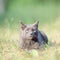 Cute adult grey cat with beautiful green eyes lying in a green meadow