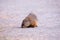 Cute adult groundhog seen in profile foraging for food in park alley during a spring morning