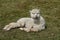 Cute adult llama alpaca lying on green grass and staring at the camera.