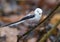 Cute Adult Long-tailed Tit aegithalos caudatus sits on small branch in cold weather season