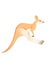 Cute adult running kangaroo australian animal cartoon animal design vector illustration isolated on white background