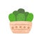 Cute aesthetic mini cactus. Isolated Ilustration.