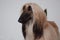 Cute afghan hound close up. Eastern greyhound or persian greyhound.