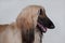 Cute afghan hound close up. on gray background. Eastern greyhound or persian greyhound.