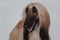 Cute afghan hound on gray background. Eastern greyhound or persian greyhound.