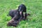 Cute afghan hound is lying on a green grass in the autumn park. Eastern greyhound or persian greyhound. Pet animals