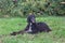 Cute afghan hound is lying on a green grass in the autumn park. Eastern greyhound or persian greyhound. Pet animals