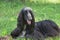 Cute afghan hound is lying on a green grass. Eastern greyhound or persian greyhound. Pet animals