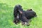 Cute afghan hound is lying on a green grass. Eastern greyhound or persian greyhound. Pet animals