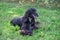 Cute afghan hound is lying on a green meadow. Eastern greyhound or persian greyhound. Pet animals