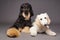 Cute afghan hound with puppy