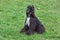 Cute afghan hound is sitting on a green grass in autumn park. Eastern greyhound or persian greyhound. Pet animals