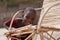 Cute African Girl Fooling Around With Her Traditional Cane Chair