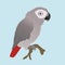 Cute African grey parrot vector