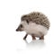 Cute african hedgehog looking to side and exploring