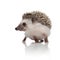 Cute african hedgehog looking to side and walking
