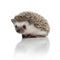 Cute african hedgehog sitting on white background