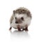 Cute african hedgehog walking and looking to side